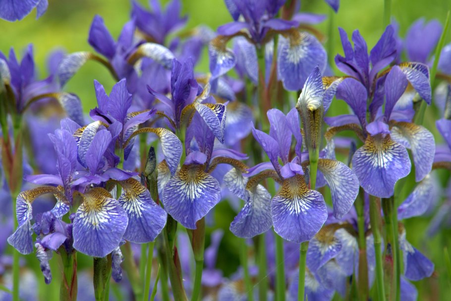 Iris sibirica 'Ruffled Velvet'