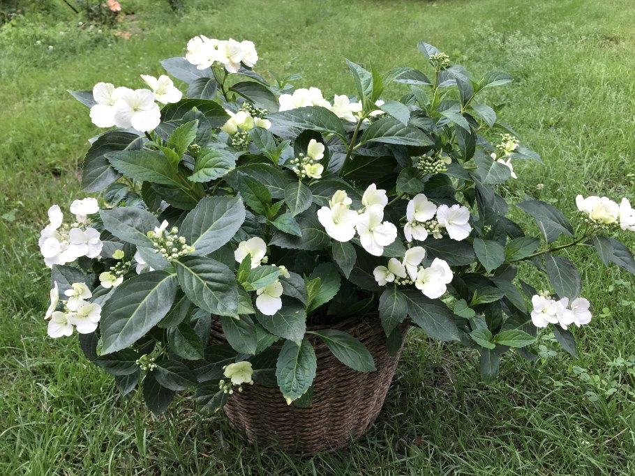 Гортензия ампельная Runaway Bride