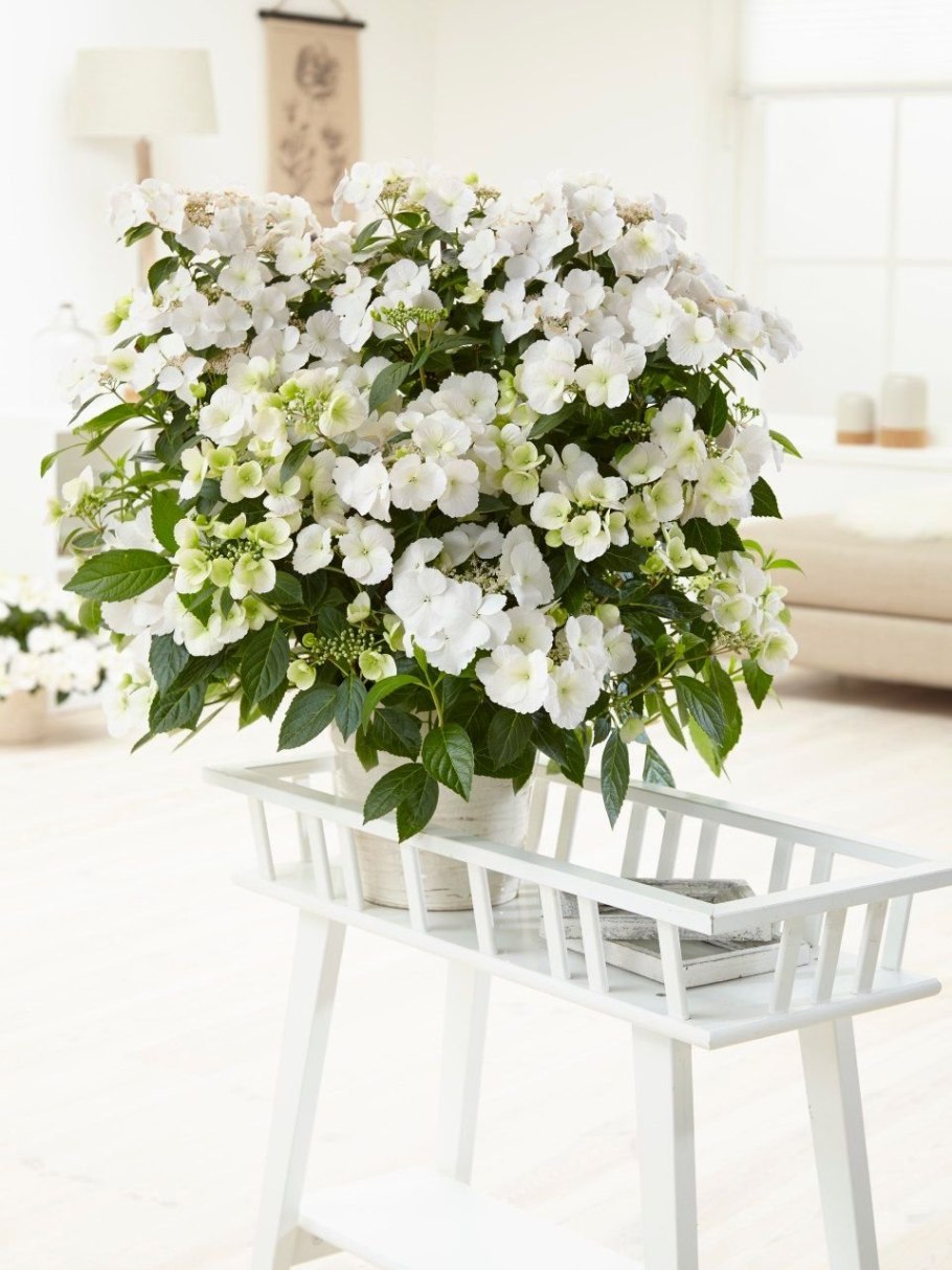 Ампельная гортензия Сбежавшая невеста