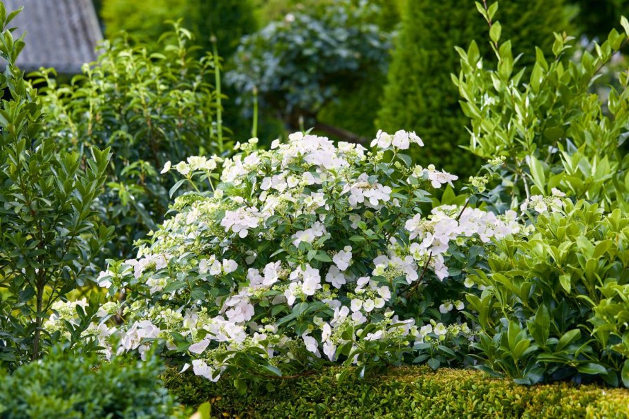 Гортензия Сбежавшая невеста