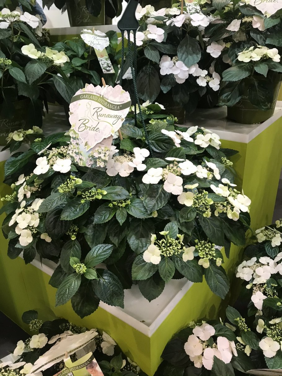 Гортензия ампельная