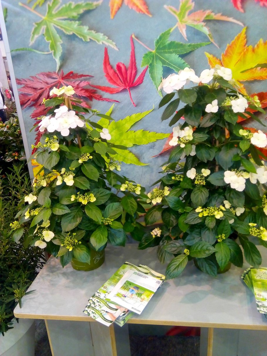 French Bolero гортензия