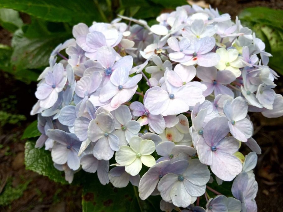 Сиреневый сад