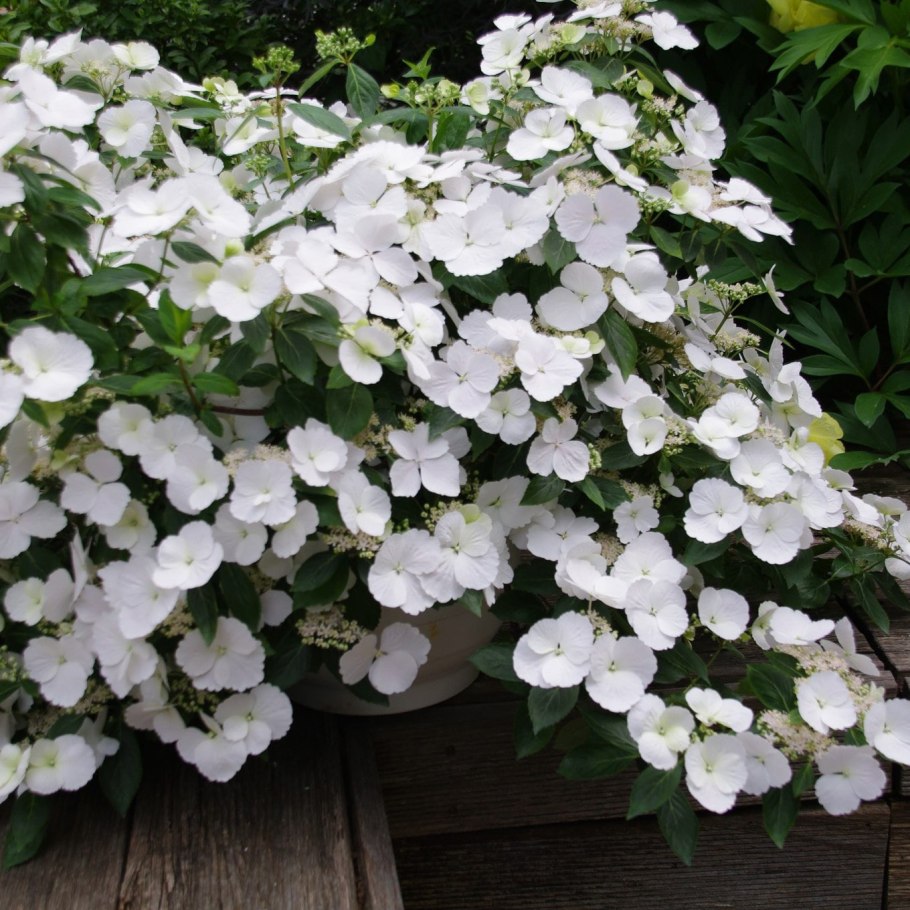 Ампельная гортензия Сбежавшая невеста