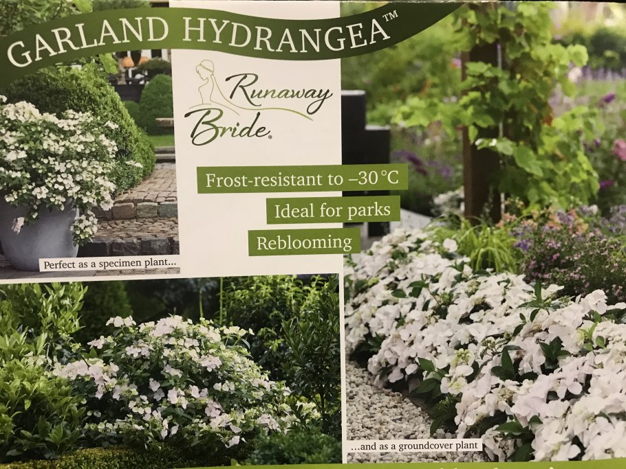 Гортензия гибридная Ранвей Брайд