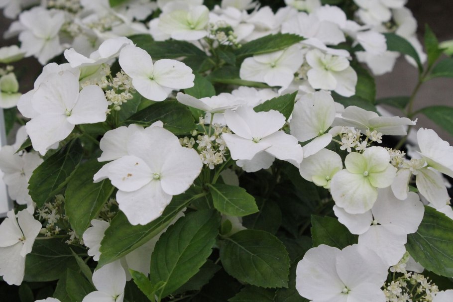 Гортензия Ранвей Брайд