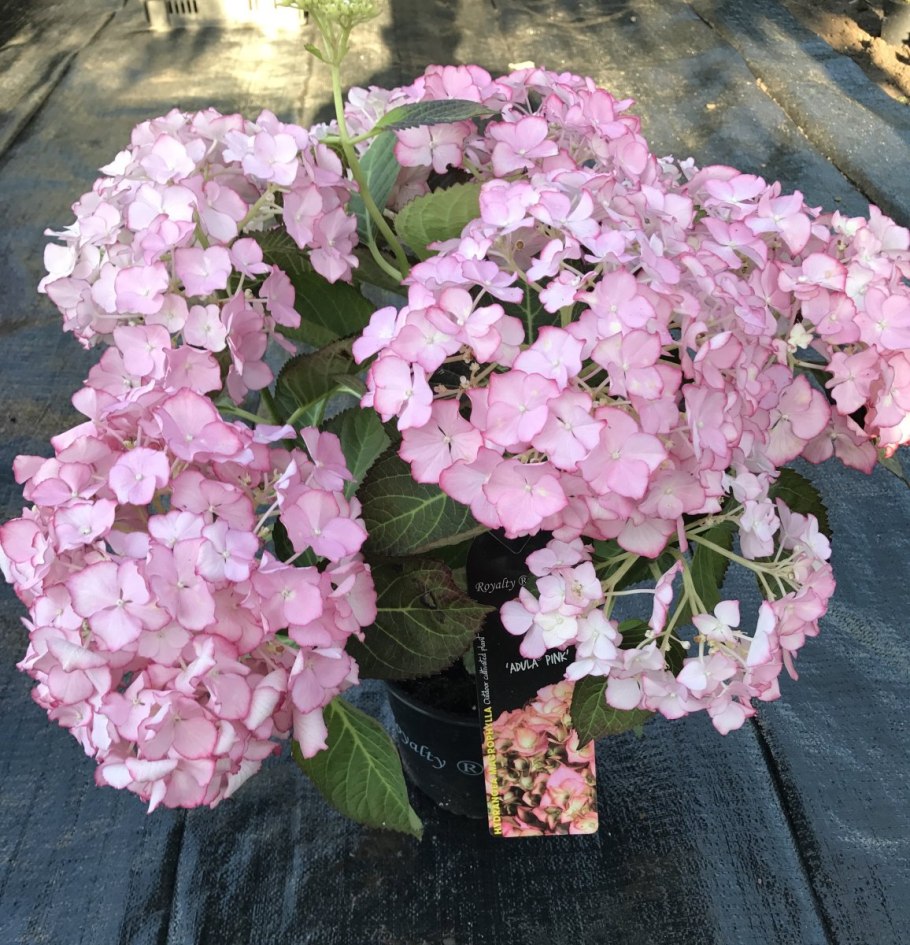 Гортензия ампельная