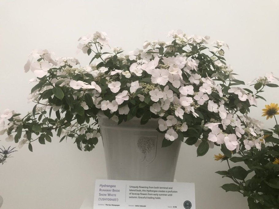 Гортензия гибридная Ранвей Брайд