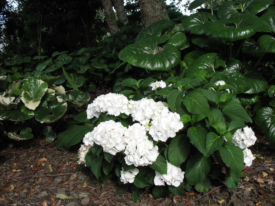 French Bolero гортензия