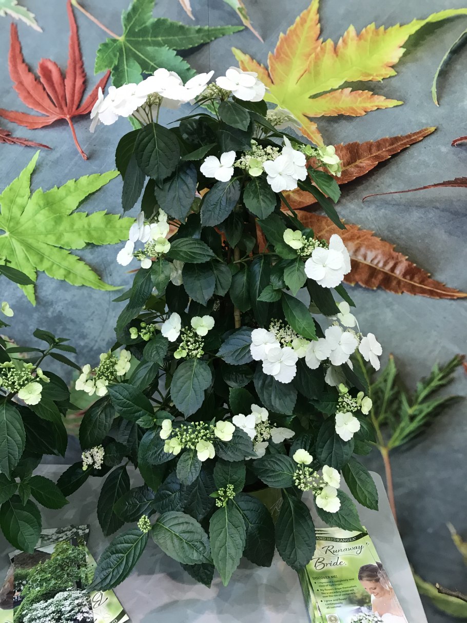 Питомник Лесково гортензии