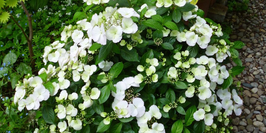 Гортензия Ранэвей Брайд