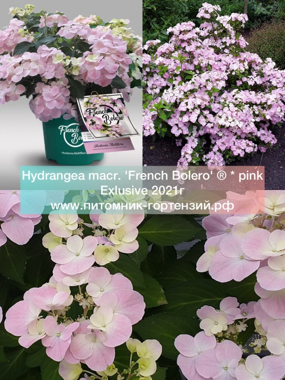 Гортензия крупнолистная белая в кашпо