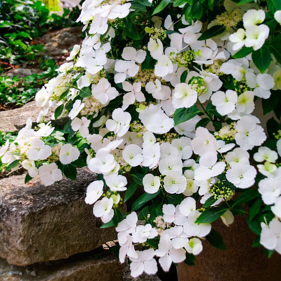 Гортензия гибридная Ранэвэй Брайд