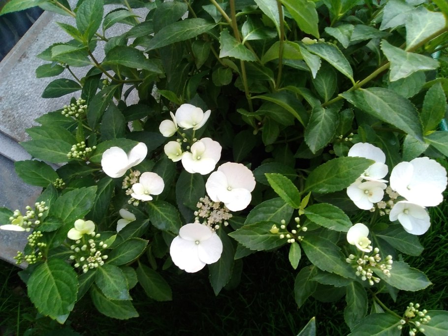 Гортензия Сбежавшая невеста