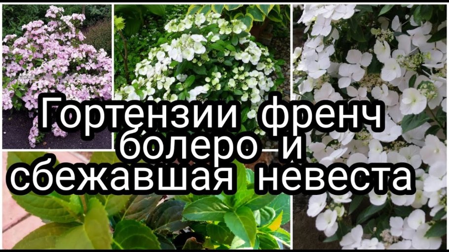 Гортензия Сбежавшая невеста черенкование