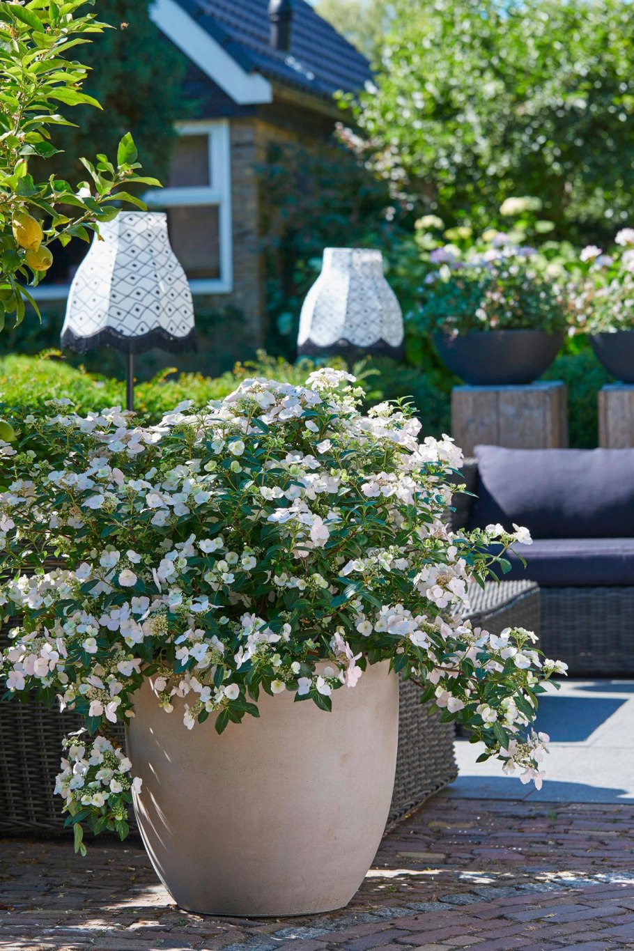 Гортензия Сбежавшая невеста