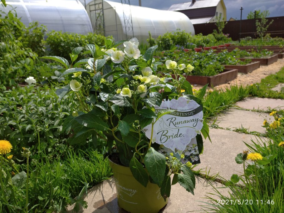 Гортензия крупнолистная Бель Седакшэн