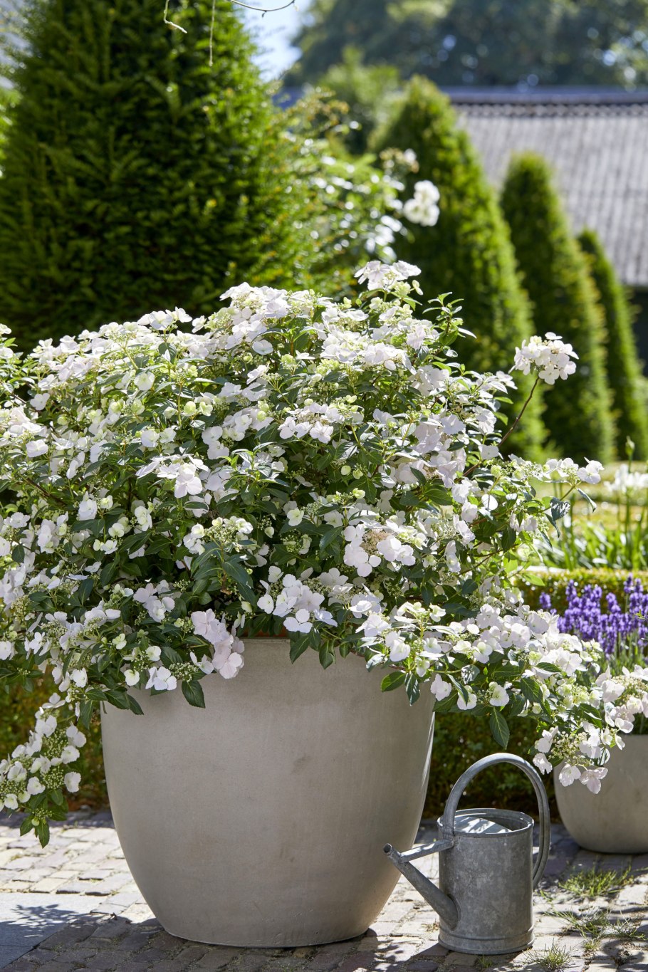 Гортензия крупнолистная Брайд