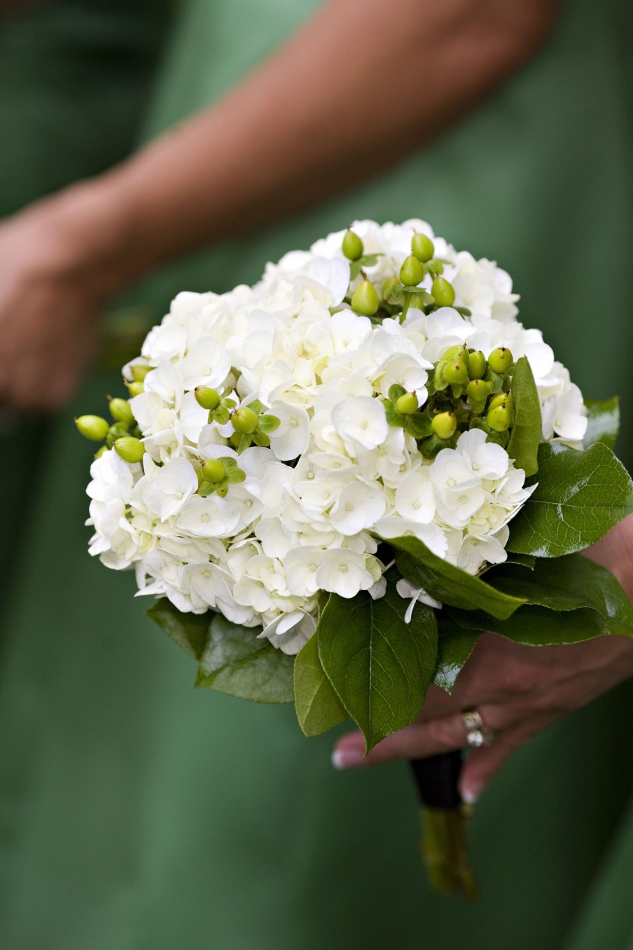 Гортензия Сбежавшая невеста