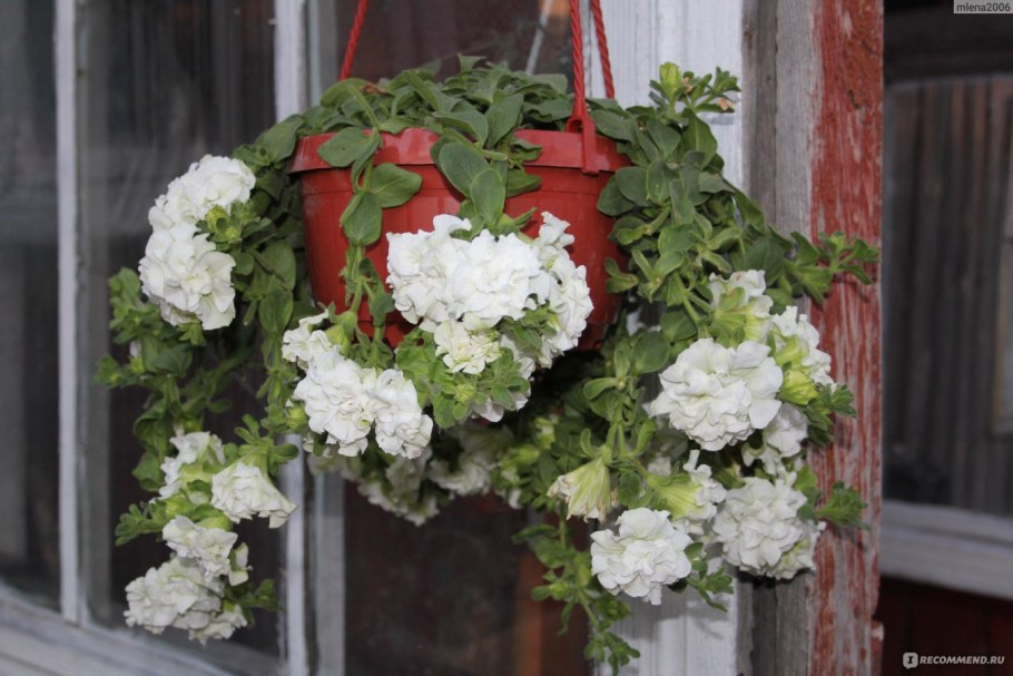 Ампельная гортензия Сбежавшая невеста
