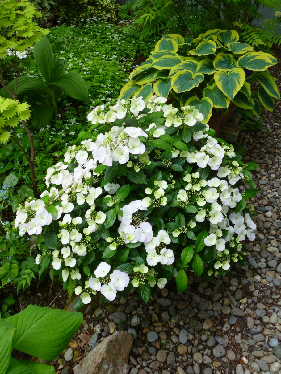 Гортензия Snow White
