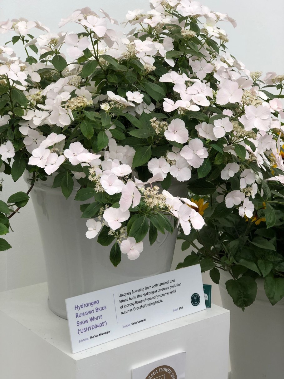 Гортензия макрофила Сноуболл (Snowball)