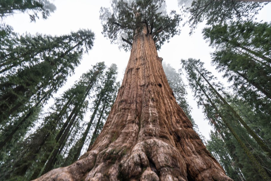 Yosemite National Park Секвойя