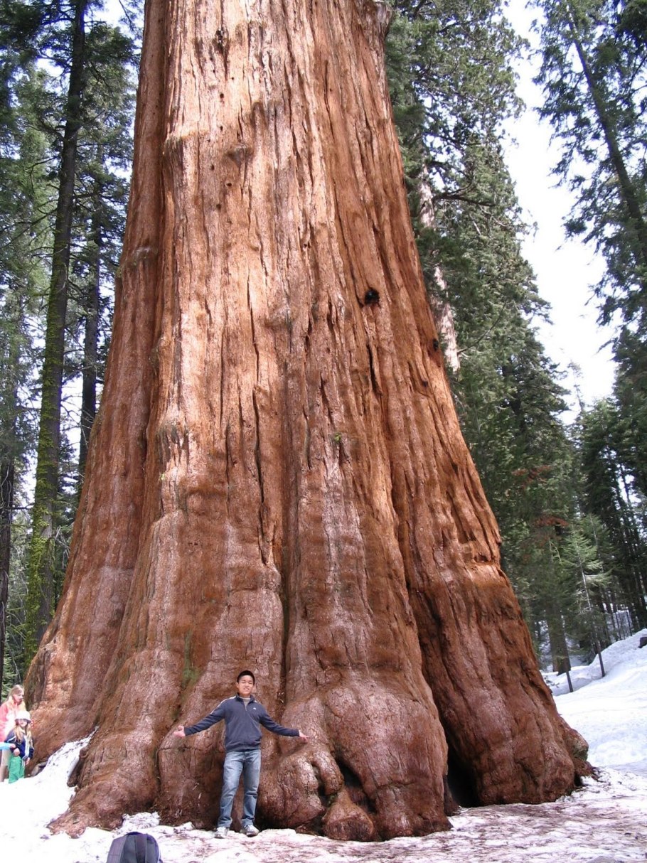 Секвойя президент
