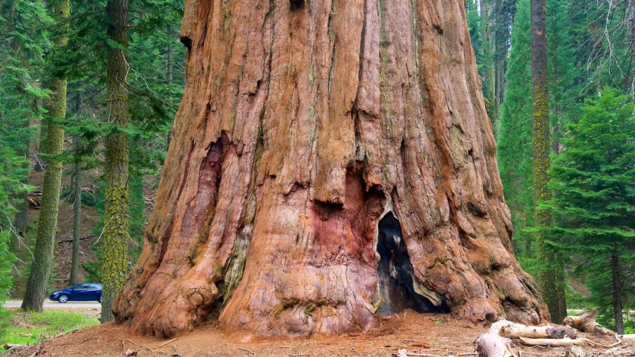 Секвойя Мамонтово дерево