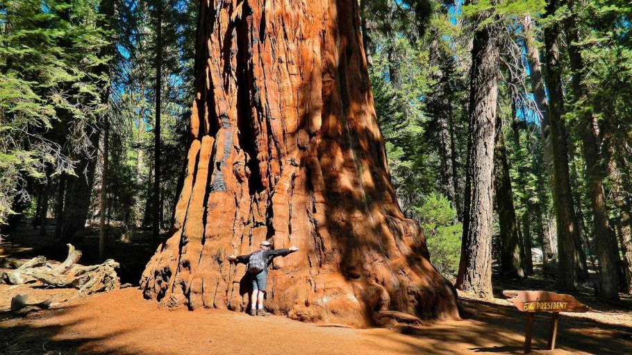 Секвойя дерево Гиперион