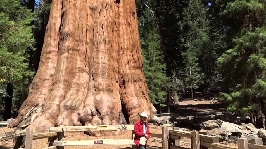 Калифорнийская Секвойя Гиперион