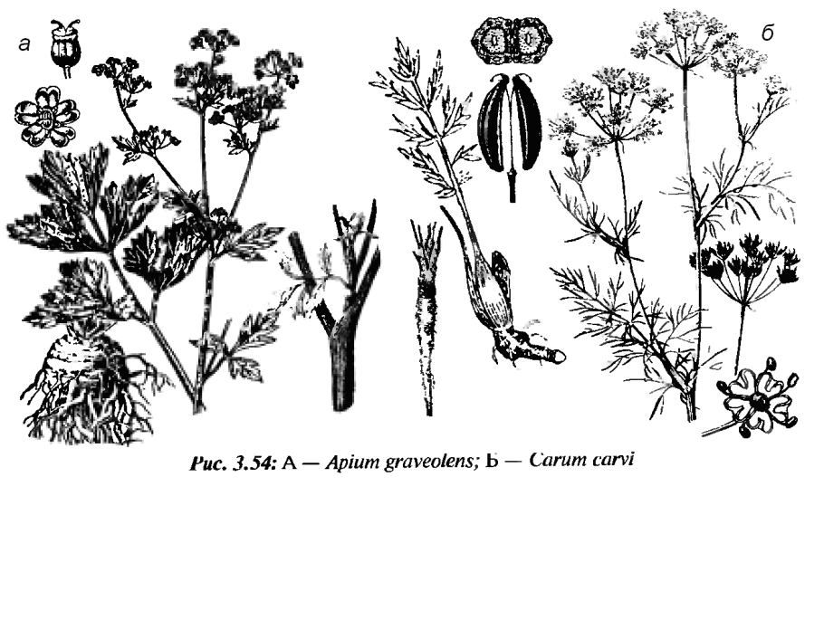 Щитовник гребенчатый - dryopteris cristata