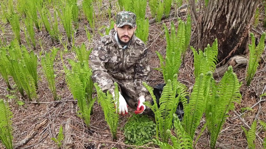 Жизненный цикл папоротника щитовника мужского