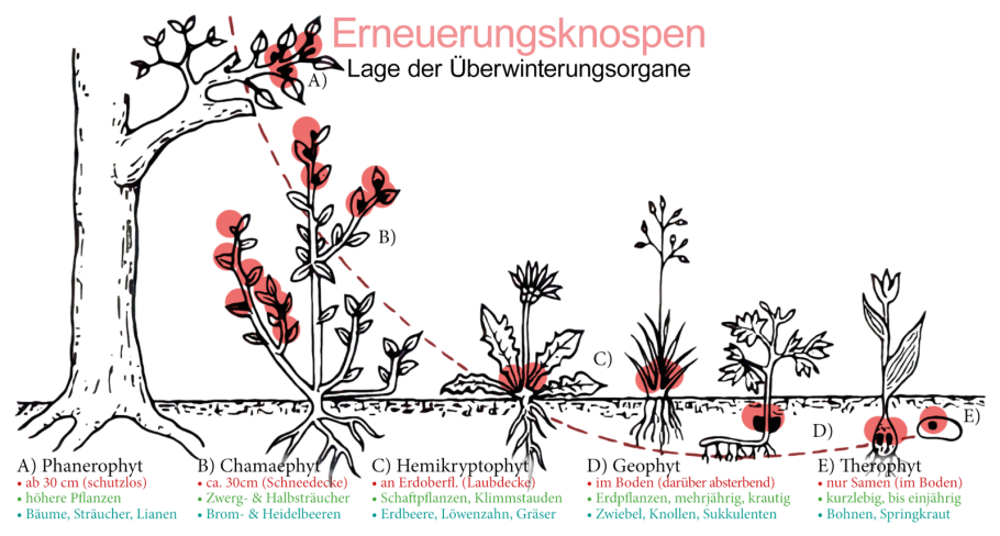 Осока дернистая