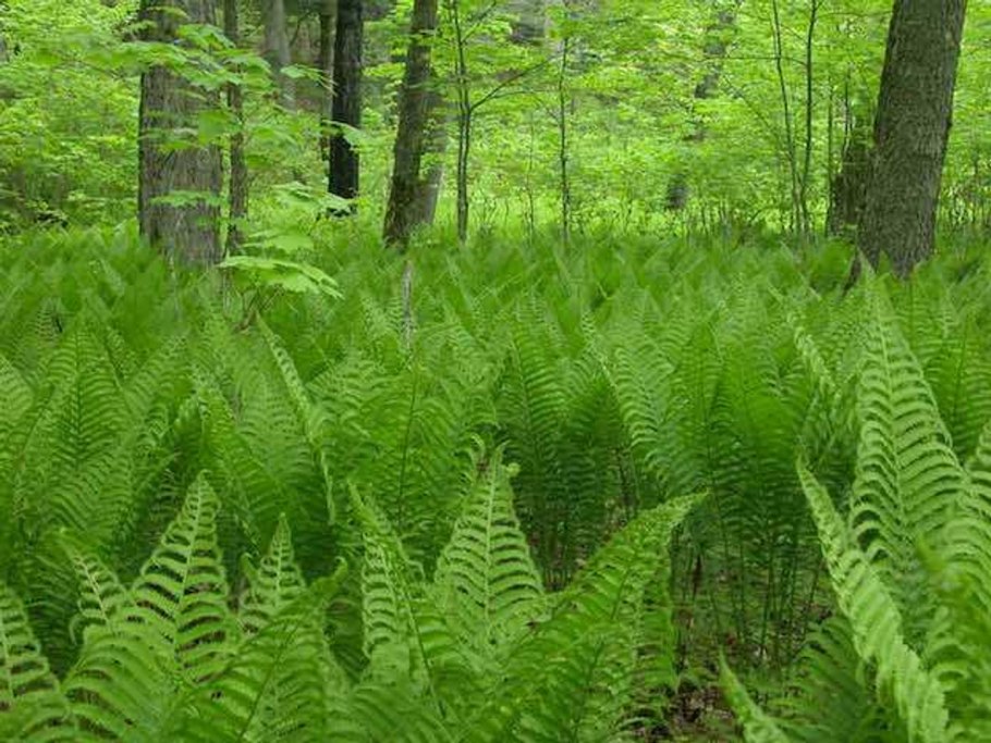 Папоротник страусник кочедыжник