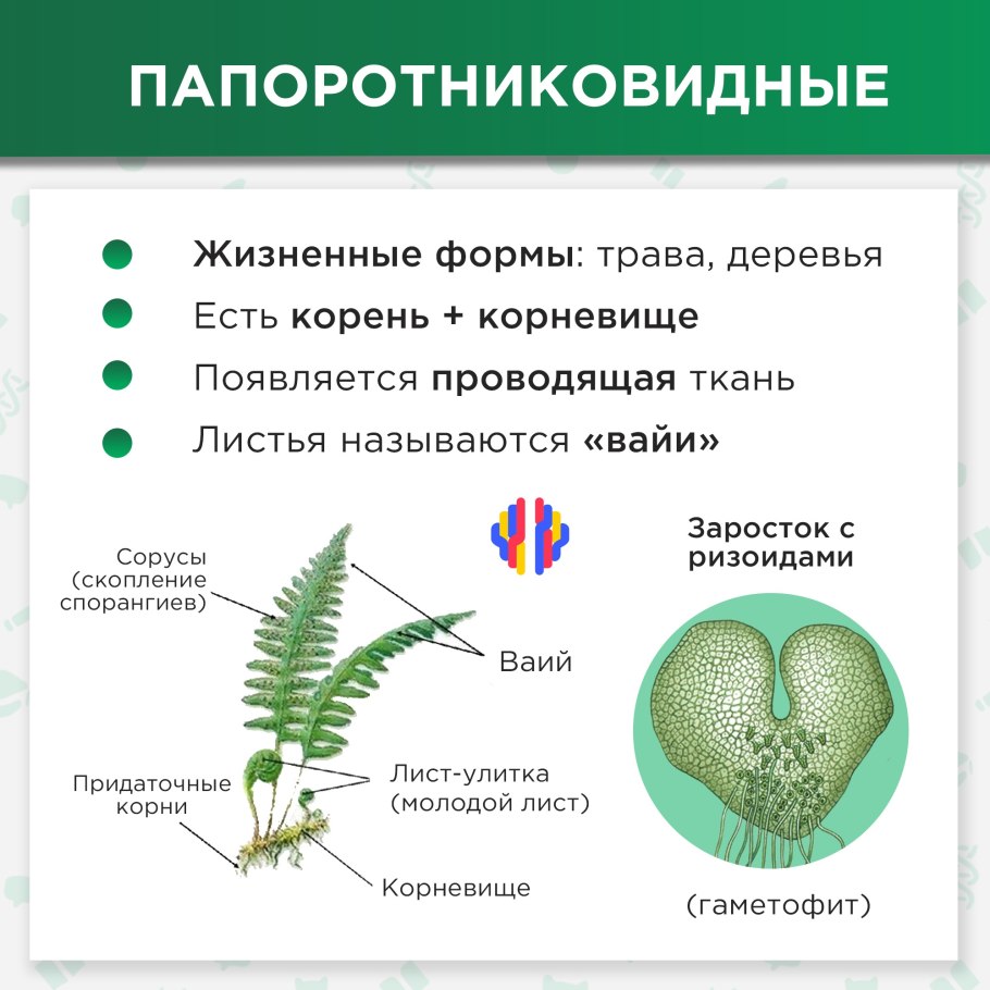 Жизненный цикл папоротника схема