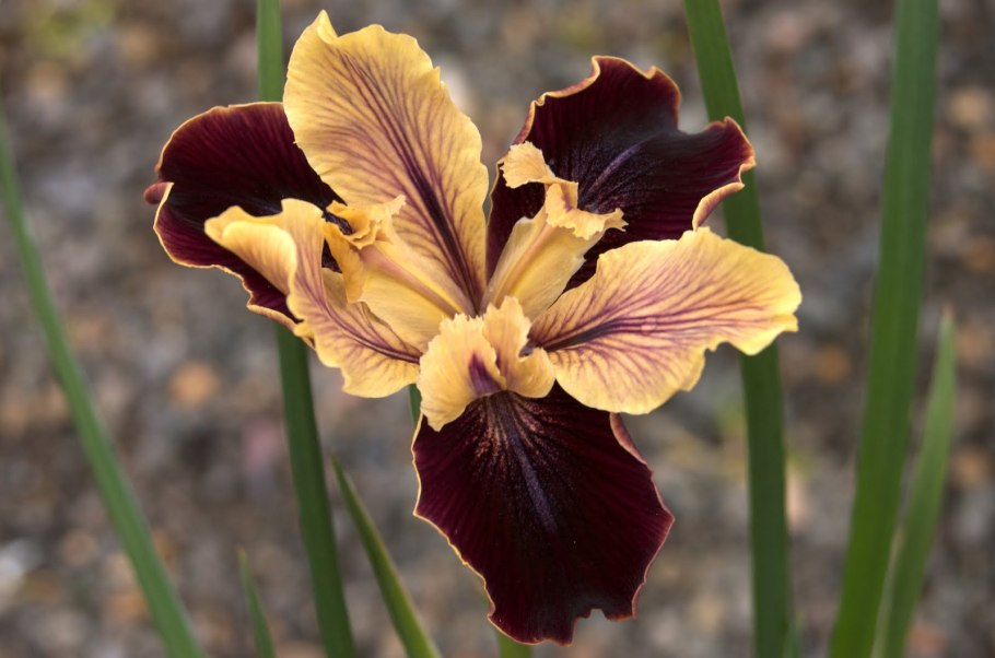 Iris Brown spotted Yellow