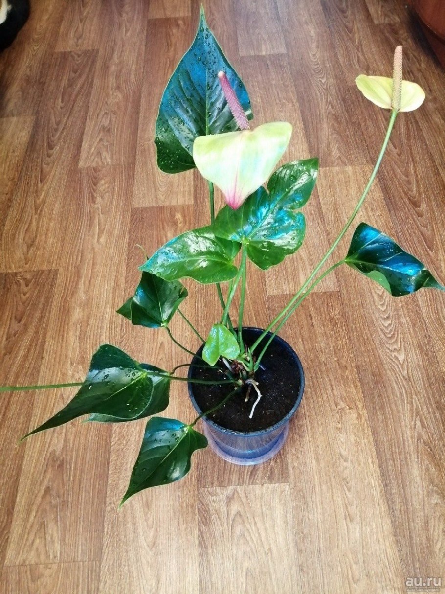 Антуриум Jaguar Green