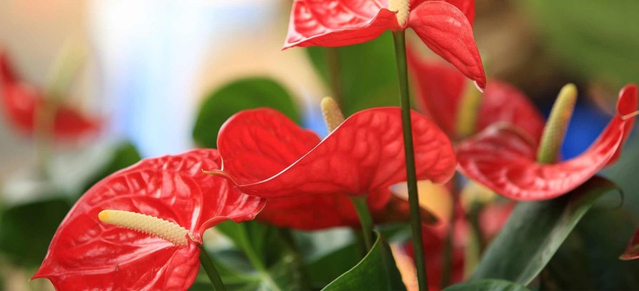 Антуриум Сильвер