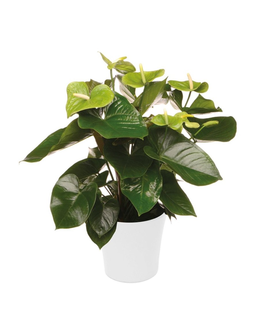 Антуриум Андре Отазу Браун