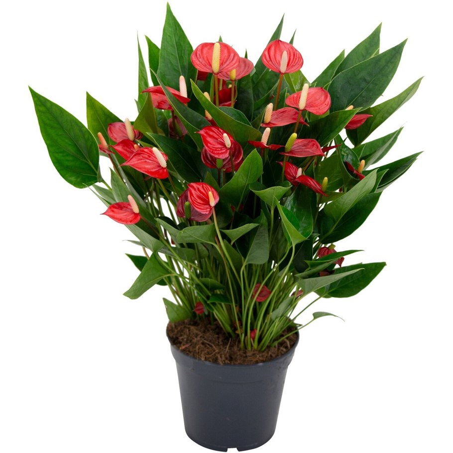 Антуриум красный Королевский