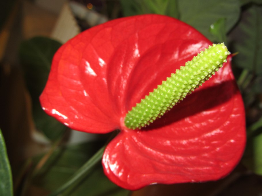 Антуриум Андре Гавайи