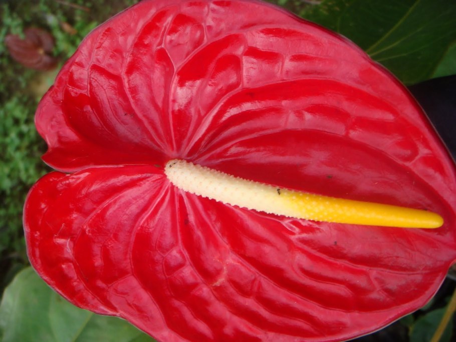 Антуриум Отазу Браун