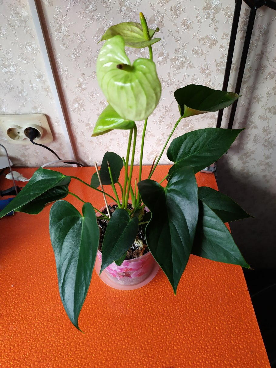 Антуриум Вайт Виннер