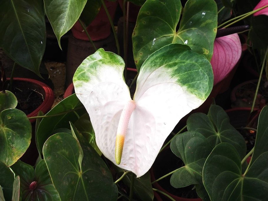 Антуриум Андре Дакота