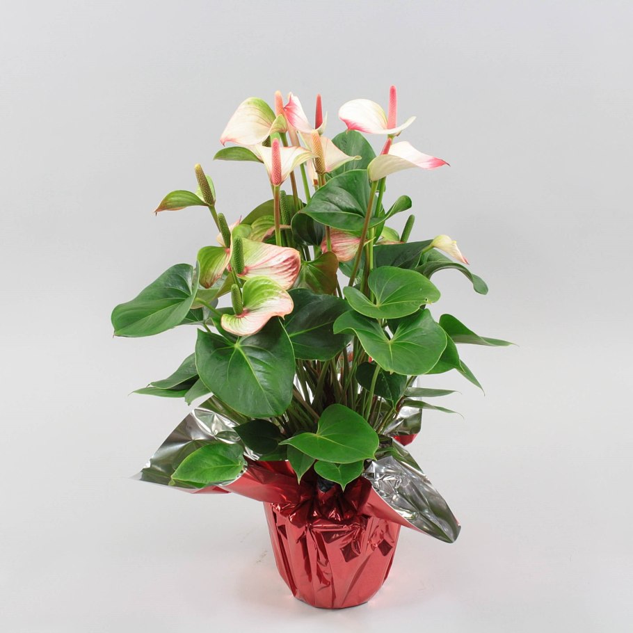 Антуриум Mystique