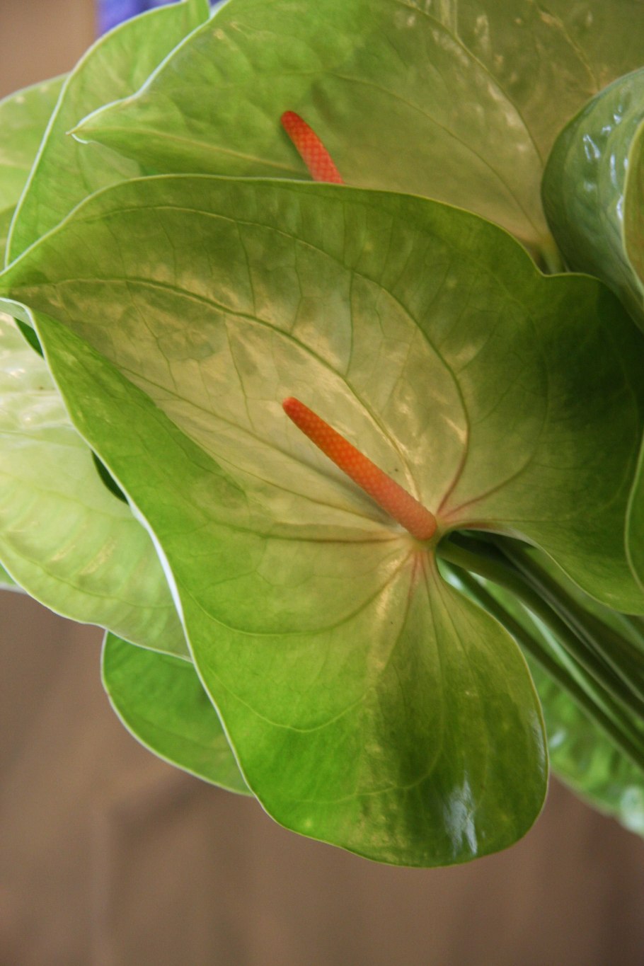 Антуриум Аляска