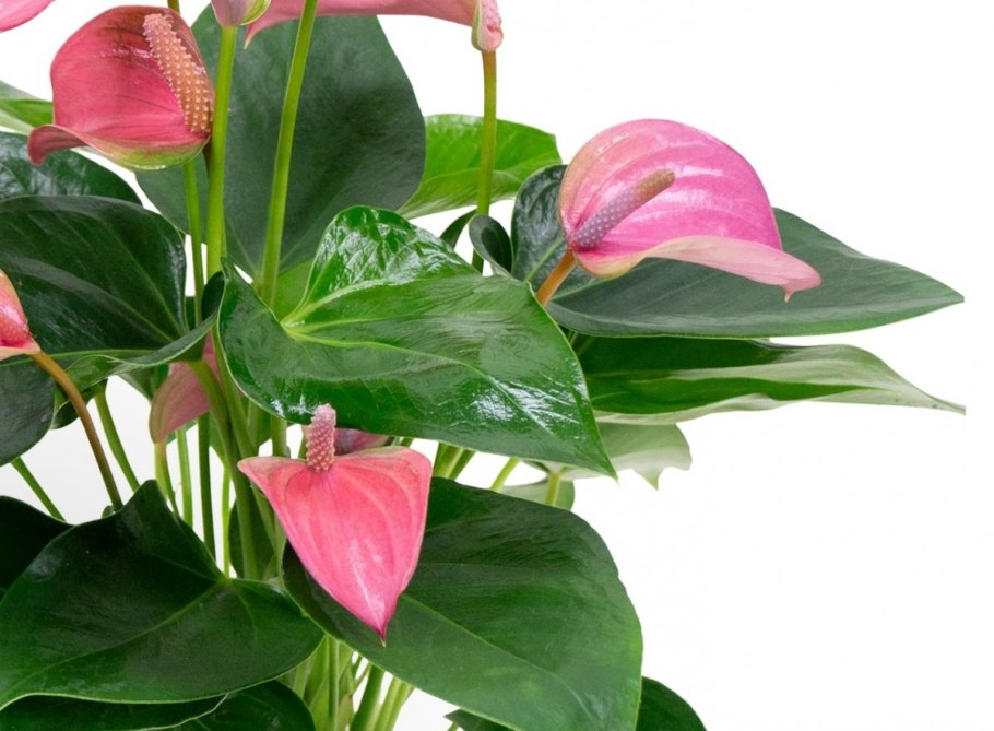 Антуриум Андре Амалия Элеганс