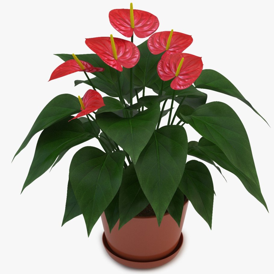 Антуриум Green