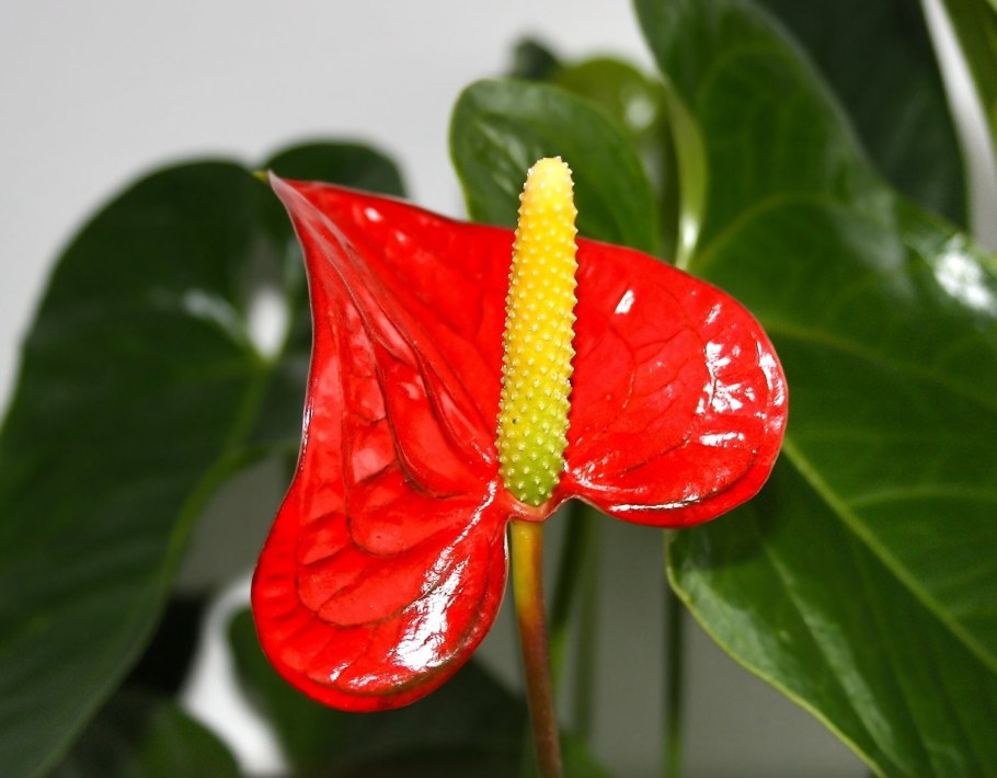 Антуриум Ягуар Грин